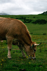 Vaca pastando