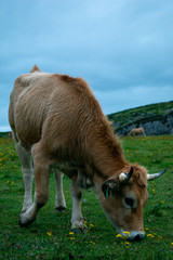 Vaca pastando