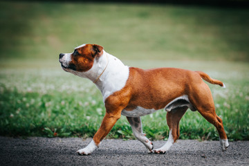 Staffordshire bull terrier in action photography outside.	