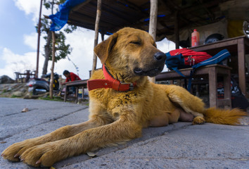 A close up shot of a brown female dog with a red collar in INDIA