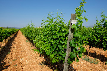 Fototapeta na wymiar viña de uva Sauvignon blanco, finca Son Biel, Consell, Mallorca, balearic islands, spain, europe