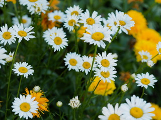 chamomile flowers close up in nature