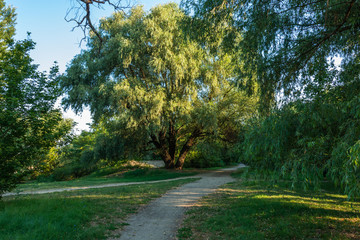 early morning - a large pussy willow tree with a lush, light lettuce leaf crown hanging over a jogging path in the park by the river, lit by the dawn rays of the sun
