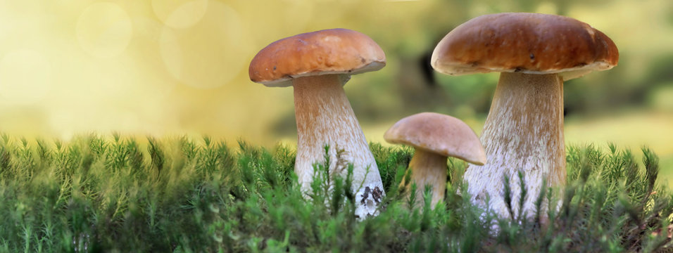 cep mushrooms growing in the moss in forest in panoramic view