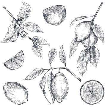 Vector collection of hand drawn fresh lemon tree branches, fruits and flowers.