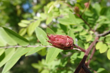 Acacia blooming in spring