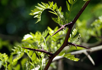 Acacia blooming in spring
