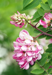 Acacia flowers in spring