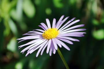 Flowers Astra Tatarskaya