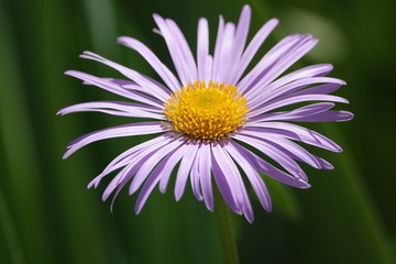 Flowers Astra Tatarskaya