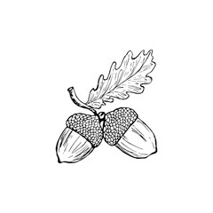 Vector oak leaf and acorn drawing set. Autumn elements. Hand drawn detailed botanical illustration. Vintage fall seasonal decor. Great for label, sign, icon, seasonal decor - obrazy, fototapety, plakaty