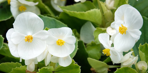 White and pink begonia flowers