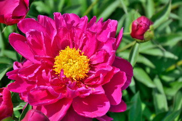 Beautiful pink Peony flower (Paeonia suffruticosa) close up with bud and green leaves on flowerbed in the garden. Beauty of nature, floriculture, gardening or landscaping concept