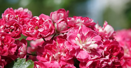 Pink flowers on hawthorn branches
