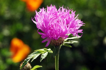 Flower Cornflower Grungy
