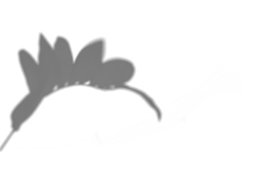 Summer leaves shadow on a white wall. Abstract neutral background.