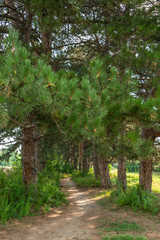 Fototapeta premium early summer hot morning - wide tropic in a pine alley