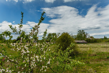 Fototapeta premium field of wildflowers