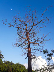 tree in the sky