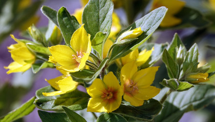 Obraz premium Yellow Flower or Garden Loosestrife
