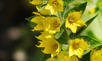 Yellow Flower or Garden Loosestrife