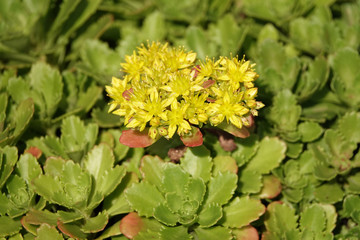 Yellow Flower or Garden Loosestrife