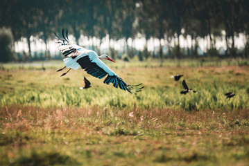 Stork flying