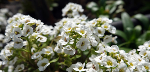 Lobularia flowers - Seaside lawn maker