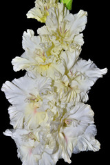 Macro shot of white gladiolus flower - gorgeous floral summer background
