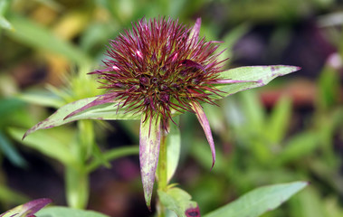 Korean Carnation Flowers