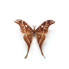 Butterfly Coscinocera Anteus Papua Indonesia