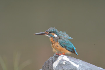 Young Kingfisher standing on a rock