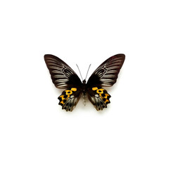 Butterfly Troides Hypolitus Female