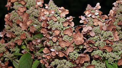 Unusual plants of Ukraine