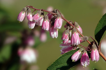 Flowers Deytsia rough