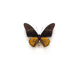 Obraz na płótnie Canvas Butterfly Troides Male