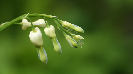 Dicenter with white flowers in the form of a heart
