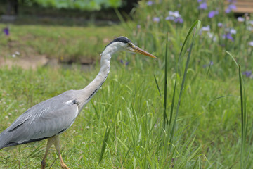 Wild birds on the waterside, blue heron
