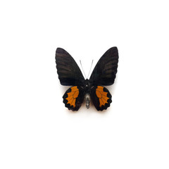 Butterfly Troides Vandepom Male