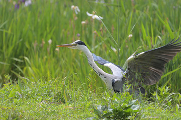 Wild birds on the waterside, blue heron