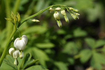 Dicenter with white flowers in the form of a heart