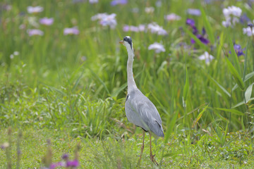 Wild birds on the waterside, blue heron