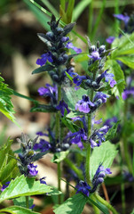 Little hairy wild flowers