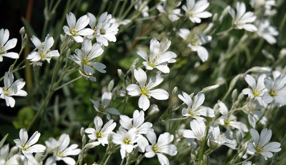 Asterisk small white flowers