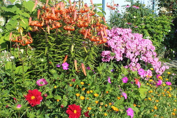 colorful flowers in the garden