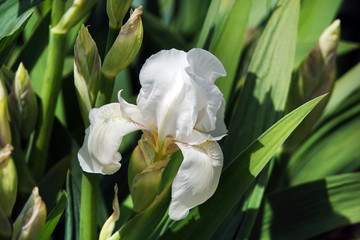 Iris flowers in spring