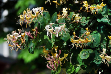 Honeysuckle Flower, Honeysuckle Honeysuckle, Goat Honeysuckle, Fragrant Honeysuckle