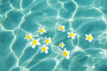 Fototapeta na wymiar Plumeria flowers on blue sea water in sunny day
