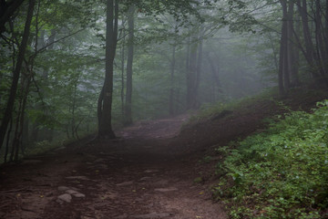 Hiking path through misty forest, trees in the fog, magical landscape