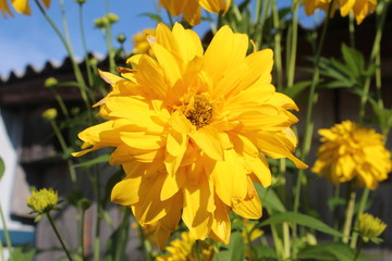 yellow flowers in the garden